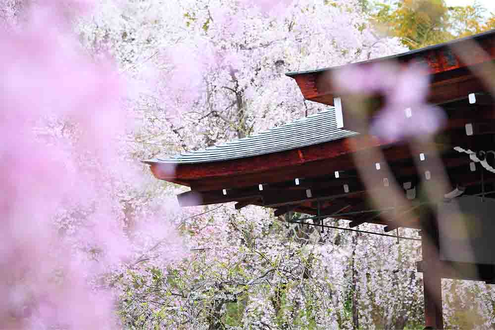 1_0003_japanese-temple-with-weeping-sakura-2023-11-27-05-28-21-utc.jpg