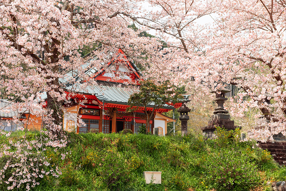 1_0002_kotokuji-temple-shizuoka-japan-in-spring-2023-11-27-05-14-19-utc.jpg