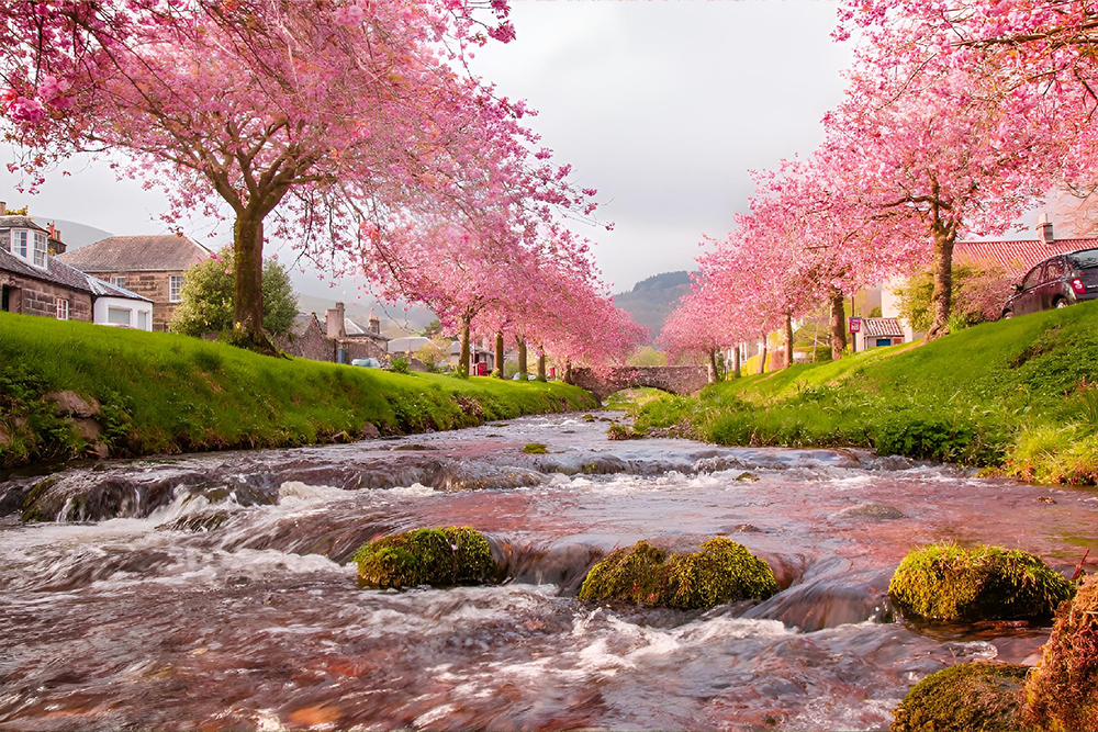 1_0001_riverside-scene-with-sakura-trees-a-charming-cobb-2025-02-02-13-22-28-utc.jpg