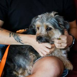 How to protect your cats and dogs during Sant Joan fireworks