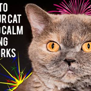 How do you keep cats safe during fireworks?